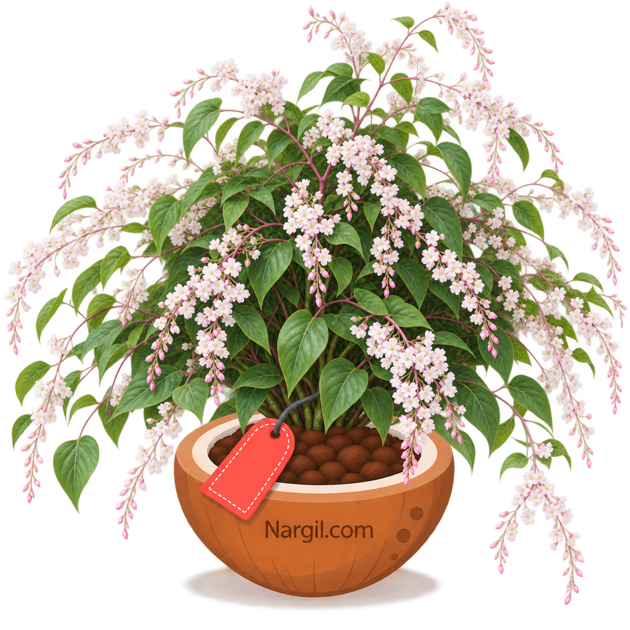 Nargil_Polygonum baldschuanicum